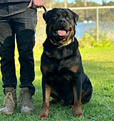 Female Rottweiler for Sale