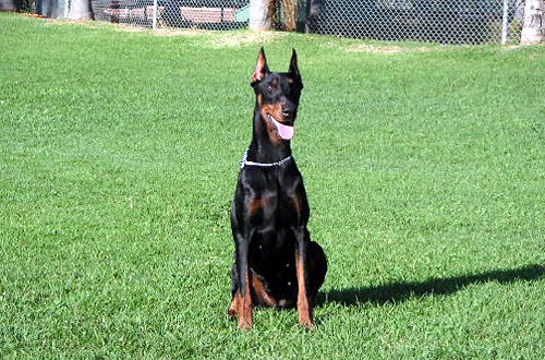 doberman0022