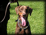 Dobermans for Sale