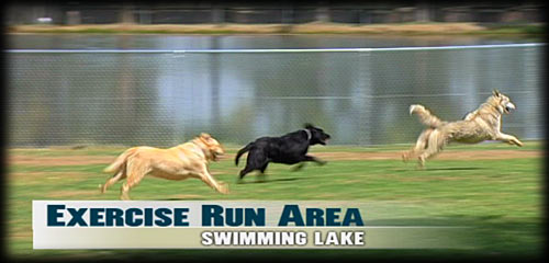 Dog Exercise Run Area