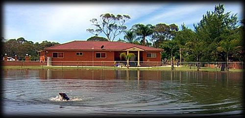Dog Swimming Lake at the Guard Dog Training Centre