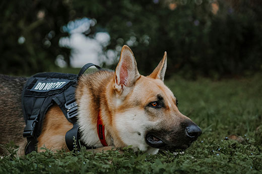 police dog training