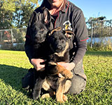 Female Rottweiler for Sale