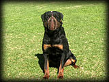 Rottweilers for Sale