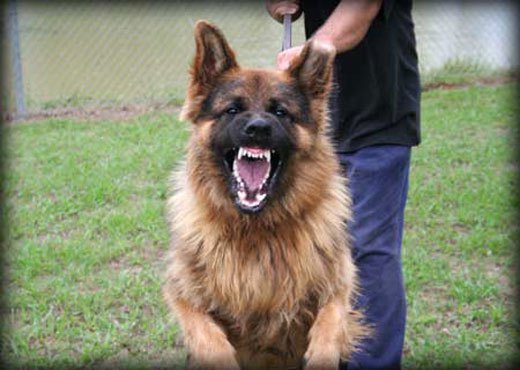 rottweiler attack training