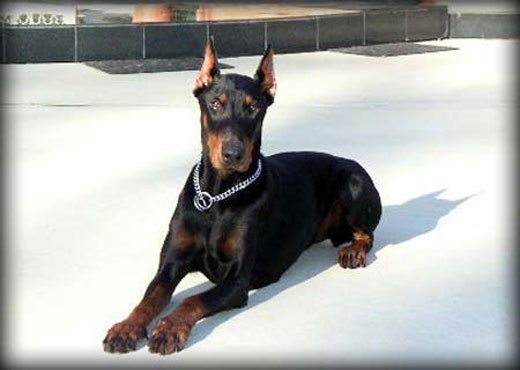 Doberman Obedience Training