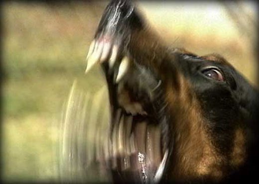 Angry Doberman