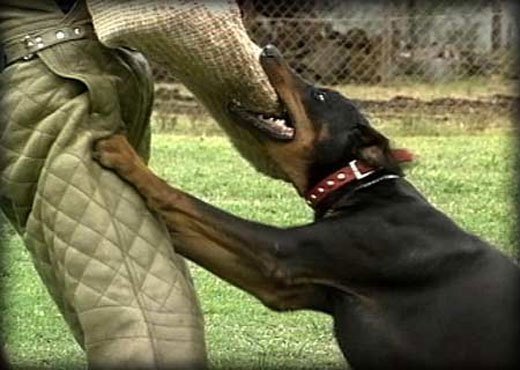 Doberman Attack Training