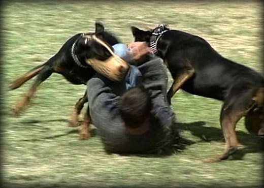 Doberman Attack Training