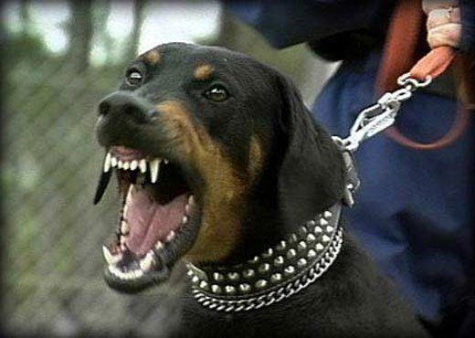 Doberman Attack Dogs | www.pixshark.com - Images Galleries ...